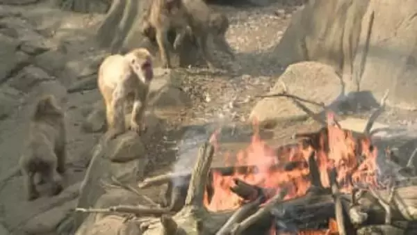 １月２０日は大寒　“サルたちにも暖を”　千葉市動物公園