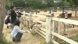 「大型連休最終日　親子連れでにぎわう千葉・成田ゆめ牧場　ヤギやヒツジと触れ合い」の画像1