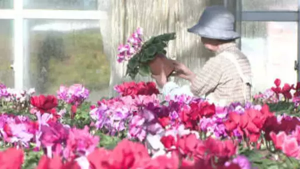 クリスマスや年末のプレゼントに　シクラメンの出荷が千葉県内で最盛期迎える