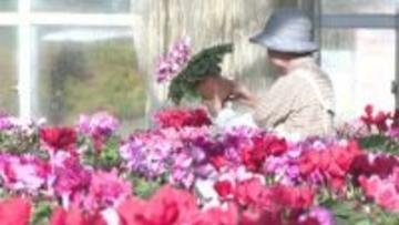 クリスマスや年末のプレゼントに　シクラメンの出荷が千葉県内で最盛期迎える