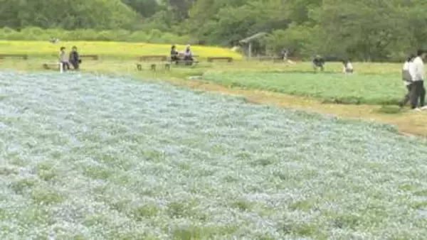一面青いじゅうたん　千葉市若葉区でネモフィラ見頃　ＧＷ明けまで
