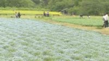 一面青いじゅうたん　千葉市若葉区でネモフィラ見頃　ＧＷ明けまで