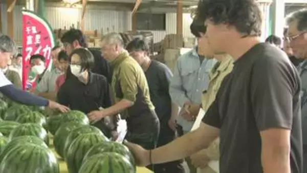 １００年の歴史持つ「富里スイカ」　千葉県富里市で“夏の味覚”出荷本格化