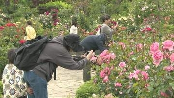 色鮮やかな春バラ咲き誇る　千葉・習志野市「谷津バラ園」　見ごろ６月上旬まで