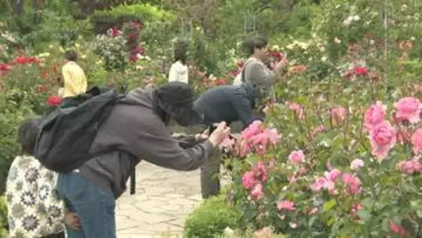 色鮮やかな春バラ咲き誇る　千葉・習志野市「谷津バラ園」　見ごろ６月上旬まで