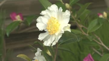 「冬の華・サザンカ」企画展　上品な香りと華やかさ　希少品種も　千葉・佐倉市