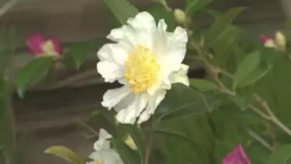 「冬の華・サザンカ」企画展　上品な香りと華やかさ　希少品種も　千葉・佐倉市