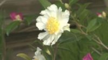 「冬の華・サザンカ」企画展　上品な香りと華やかさ　希少品種も　千葉・佐倉市