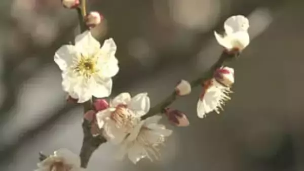 早春の古刹の境内に広がる春景色　銚子・浄国寺で白梅が見頃迎える