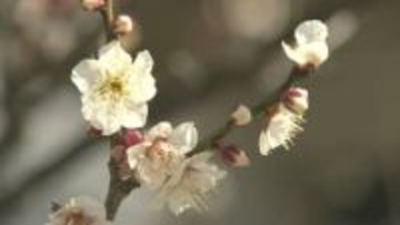 早春の古刹の境内に広がる春景色　銚子・浄国寺で白梅が見頃迎える