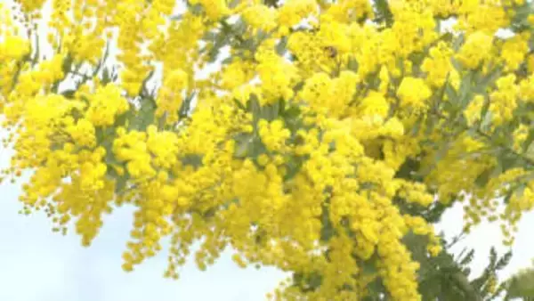「国際女性デー」のシンボル　ミモザの花　千葉・君津の産地で出荷ピーク