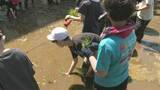 「４２年の伝統行事　児童が田植え体験　校舎に新たな田んぼ造成　船橋市の小学校」の画像1