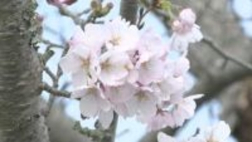 サクラの名所　千葉・東金の八鶴湖で約３００本のソメイヨシノ咲き誇る　夜桜も