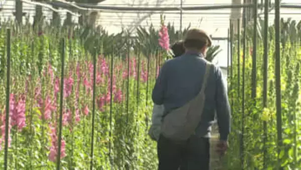 一足早い春の雰囲気を満喫　大型ハウスでの花摘み体験が人気　千葉・南房総市