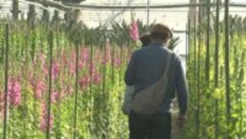 一足早い春の雰囲気を満喫　大型ハウスでの花摘み体験が人気　千葉・南房総市