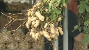千葉・八街で落花生まつり　新鮮な“おおまさり”に舌鼓　農家の復興も願う