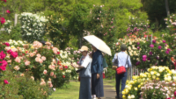 バラ見頃　花の色が変わる品種も　１６００品種約１万株　千葉・京成バラ園