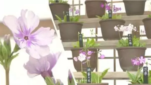 江戸から受け継ぐ可憐な花　千葉・佐倉で「伝統の桜草」展　約７００鉢を展示