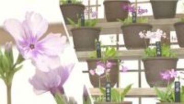 江戸から受け継ぐ可憐な花　千葉・佐倉で「伝統の桜草」展　約７００鉢を展示