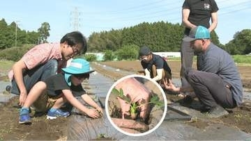 落花生の苗植え体験とコンサート楽しむ　青空と新緑に囲まれ　千葉市緑区の農園