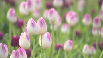 冬に咲くアイスチューリップ　約２０品種４万株が見頃　船橋・アンデルセン公園