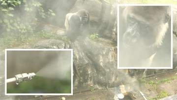 ゴリラ展示場にミストシステム　自動で故郷アフリカの気候に　千葉市動物公園