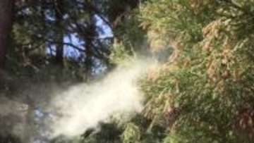 千葉県内「花粉シーズン」に　飛散量は平年の１．２倍か　４月下旬まで続く見込み