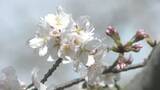 「気温高めでサクラ開花早まる　銚子は３月２７日予想　満開は４月４日の見込み」の画像1