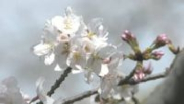 気温高めでサクラ開花早まる　銚子は３月２７日予想　満開は４月４日の見込み