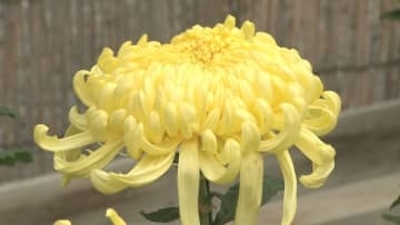 伝統の成田山菊花展　境内に咲く５００鉢の菊が見頃迎える　千葉・成田市