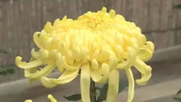 伝統の成田山菊花展　境内に咲く５００鉢の菊が見頃迎える　千葉・成田市