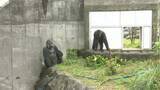 「千葉市動物公園のニシゴリラ　モンタ・モモカの繁殖に向けたペアリング一般公開」の画像1