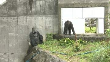 千葉市動物公園のニシゴリラ　モンタ・モモカの繁殖に向けたペアリング一般公開