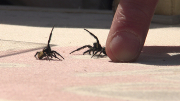 “先に逃げたら負け”　伝統の遊び「くも合戦」　千葉・富津市で大会
