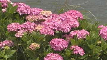 初夏の訪れを告げる「アジサイ」　千葉県多古町で見頃　週末にはイベントも