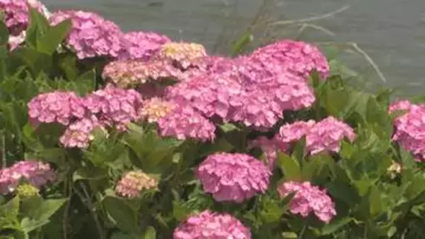 初夏の訪れを告げる「アジサイ」　千葉県多古町で見頃　週末にはイベントも