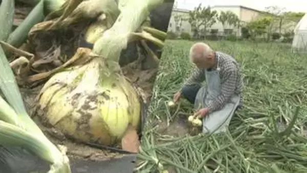 大きくておいしいタマネギ育ってます　千葉県白子町で毎年恒例の“たまねぎ狩り”