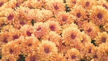 東京ドイツ村を彩る花の絨毯　色鮮やかな１万株のマムが咲き誇る