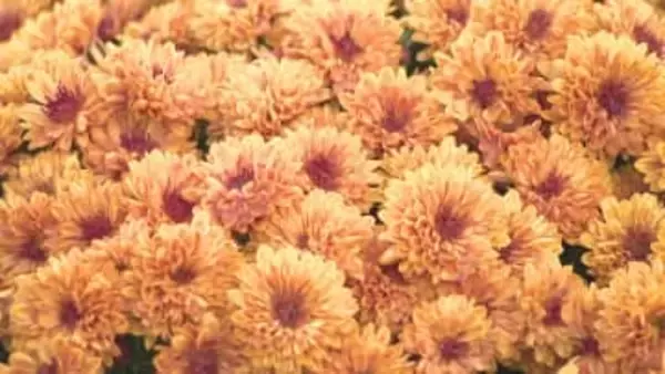 東京ドイツ村を彩る花の絨毯　色鮮やかな１万株のマムが咲き誇る