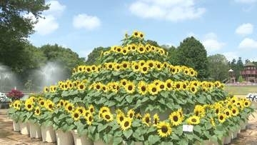 ふなばしアンデルセン公園　２万株のヒマワリ見頃　恒例の花の迷路も