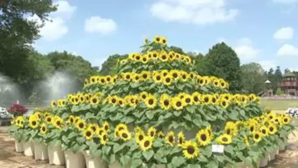 ふなばしアンデルセン公園　２万株のヒマワリ見頃　恒例の花の迷路も