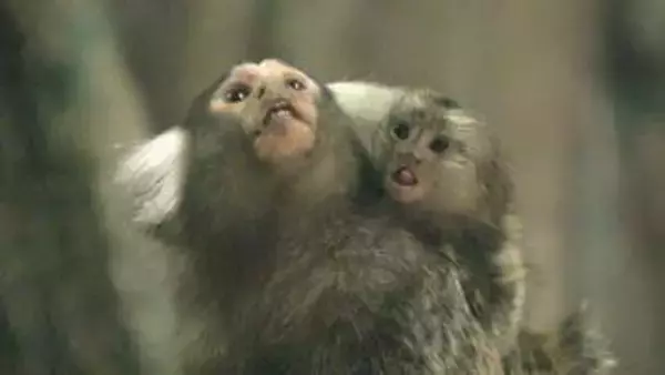 親の背中で愛くるしく　マーモセットの赤ちゃんたち　千葉市動物公園
