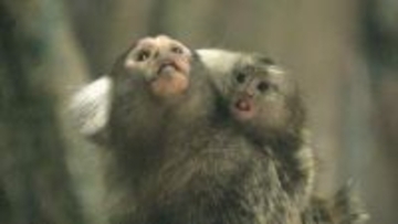 親の背中で愛くるしく　マーモセットの赤ちゃんたち　千葉市動物公園