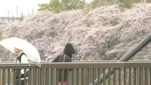 「雨でも見たい…千葉・八千代の新川沿いで千本桜が満開　路面も桜色に薄化粧」の画像