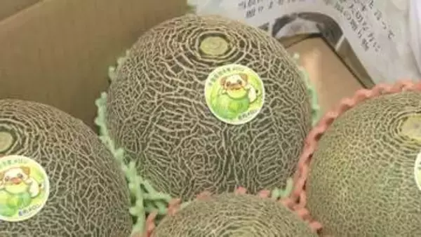 糖度１６度！　千葉・旭市飯岡地区の特産“貴味メロン”の出荷始まる