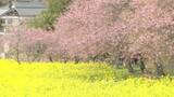 「河津桜と菜の花がそろって見頃　春感じる鮮やかコントラスト　千葉・旭」の画像1