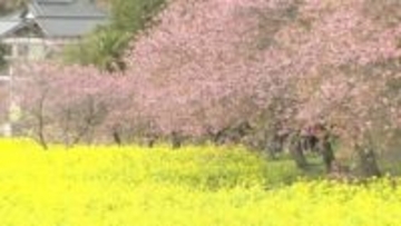 河津桜と菜の花がそろって見頃　春感じる鮮やかコントラスト　千葉・旭