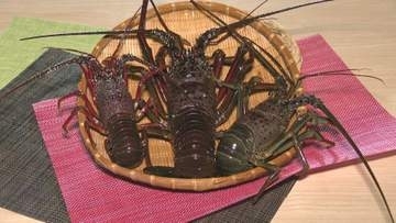イセエビの水揚げが最盛期　千葉・御宿町　湊に鮮やかな赤褐色の秋の味覚