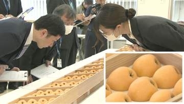 千葉の特産品「房州びわ」が皇室に献上　南房総市