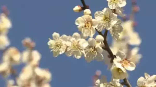 春の訪れを告げる爽やかな白梅　青葉の森公園で梅が見頃迎える　千葉市